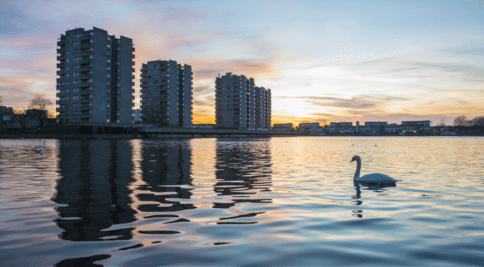 Swan swimming in water with buildings in the background