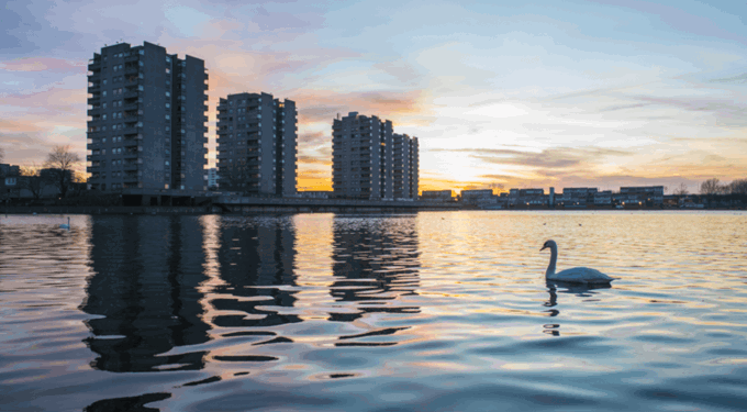 Swan swimming in water with buildings in the background